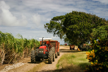 Barbados Bringing in the Sugarcane