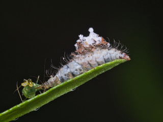 アブラムシを捕食するクサカゲロウの幼虫