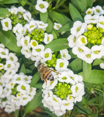 Closeup of bee enjoying the white Lobularia maritima (Alyssum flowers)