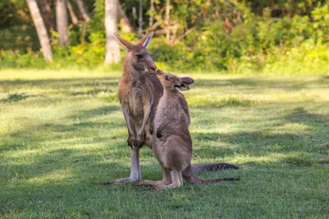 Foto op Plexiglas Kangoeroe Jonge kangoeroe kust moeder. Twee kangoeroes in Australië. ouderlijke liefde