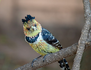 Barbet