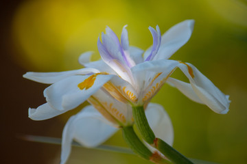 Lily in sunlight