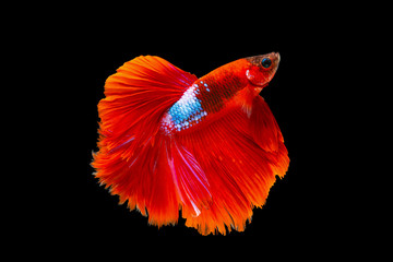 The moving moment beautiful of orange siamese betta fish or splendens fighting fish in thailand on black background. Thailand called Pla-kad or half moon fish. © Soonthorn