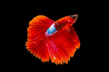 Schilderijen op glas The moving moment beautiful of orange siamese betta fish or splendens fighting fish in thailand on black background. Thailand called Pla-kad or half moon fish. © Soonthorn