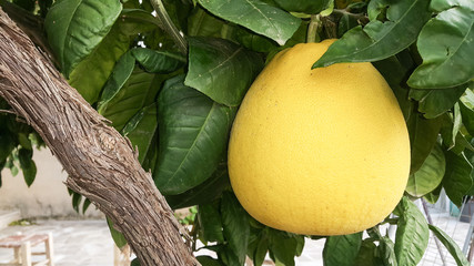 "Pummelo" or Shaddock (Citrus maxima Merr.) ; natural (non-hybrid) citrus fruit, similar in appearance to a large & rounded grapefruit on tree. shell is fragrant aroma. supported by greenery leaves.