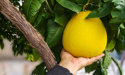 "Pummelo" or Shaddock (Citrus maxima Merr.) ; natural (non-hybrid) citrus fruit, similar in appearance to a large & rounded grapefruit on tree. shell is fragrant aroma. supported by greenery leaves.
