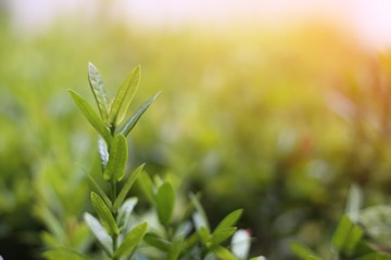 Green tree leave on sunlight​ background.