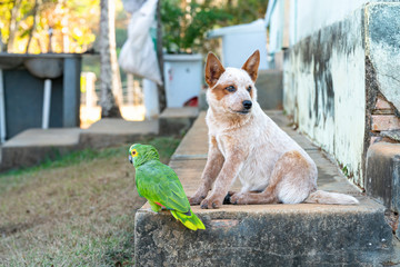 Dog and parrot are cute partners in crime at a farm in central Brazil