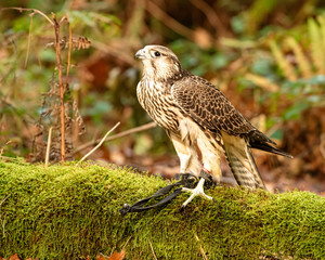 Juvenile Gyr Peregrine in captivity