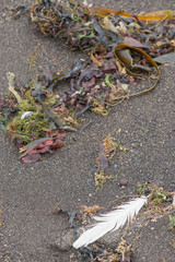 Treibgut / Feder am schwarzen Strand - Island 