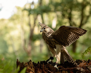 Kestrel