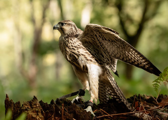Kestrel