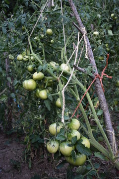 tomatera Solanum lycopersicum