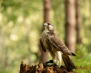 Kestrel