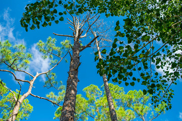 tree and blue sky
