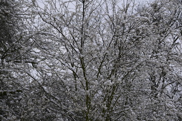 tree in winter - 230079902