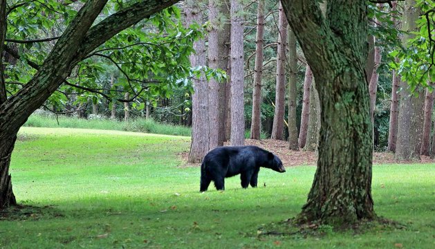 A color image of a black bear in a back yard near Mill Creek, Huntingdon County, Pennsylvania.