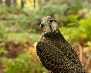Kestrel