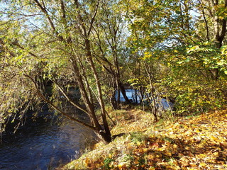 autumn in the park