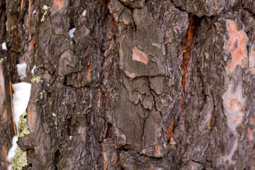 Crested pine bark bark with pieces of snow