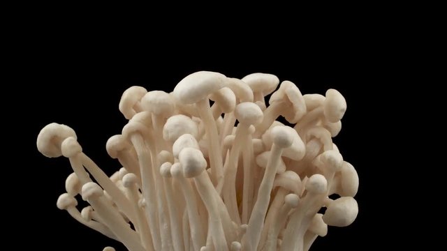Cultivated flammulina velutipes enoki mushrooms. Rotating. Isolated on the black background. Close-up. Macro.