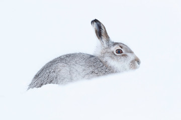 Picture show a wild mountain hare sitting on snow in the Scottish highlands national park,  the Cairngorms.  These hares (rabbits) are native to the British Isle and leave on higher ground © jamie