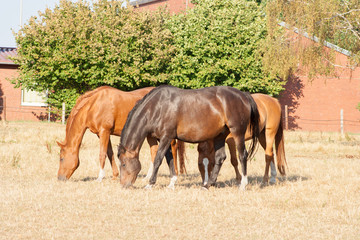 Brown horses eating grass in a meadow. Young and beautiful ponies on the farm.
