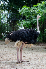Ostrich in the zoo