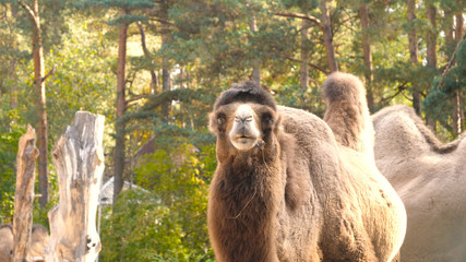 Camel in zoo. Concept: Outdoors, Zoo, Safari, Nature Reserve.