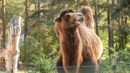 Camel in zoo. Concept: Outdoors, Zoo, Safari, Nature Reserve.