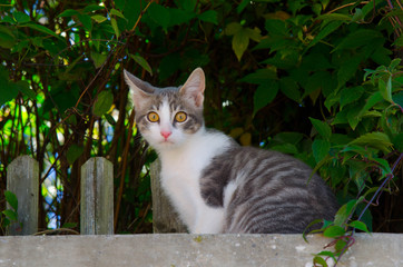 Obraz premium Katze in Vernet les Bains