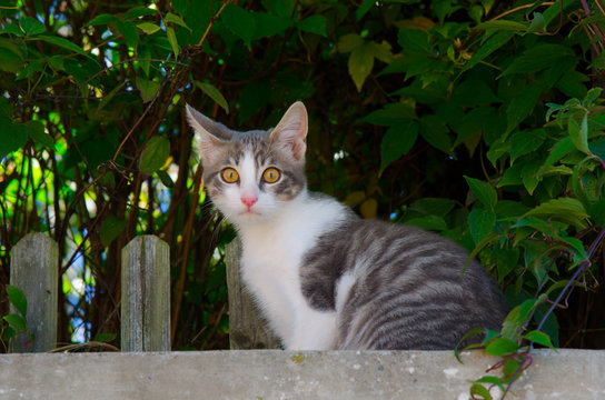 Katze In Vernet Les Bains