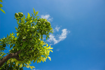 wallpaper natural food concept of lime green fruits on tree branches on blue empty sky background, copy space