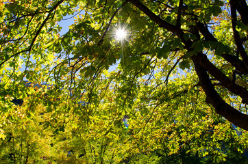 Herbst in den Wäldern der Pyrenäen