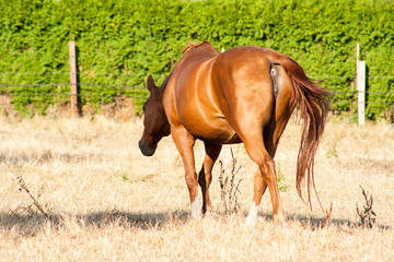 A beautiful light-brown horse goes on a meadow. View of its tail and rump