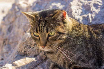 animal portrait street cat sit on stones and looking side ways