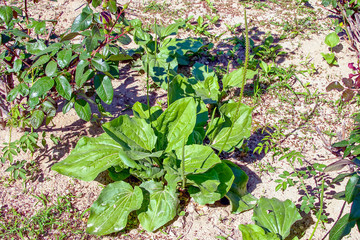 Подорожник цветущий