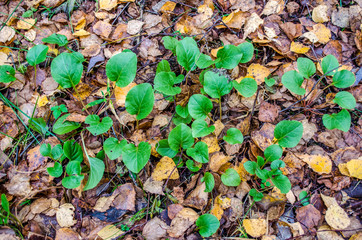 green leaves on yellowed