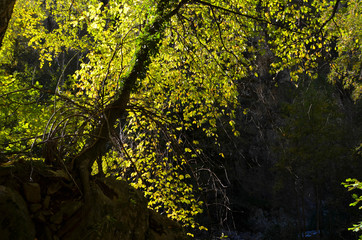 Herbst in den Wäldern der Pyrenäen