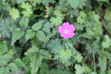 Fiorellin del bosco