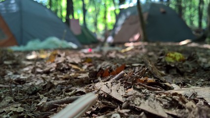 forest. tents .leaf .macro photo © Karina