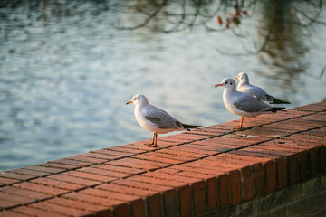 Young white and grey seagulls, Chroicocephalus ridibundus, standing on red brick wall, sunny autumn evening, blurry dark blue water background, city landscape