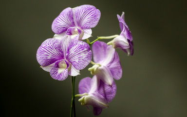 Fototapeta na wymiar In highlight, the details of a beautiful orchid