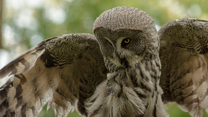 Great Grey Owl in captivity