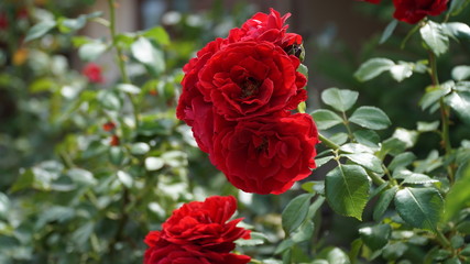 red rose in the garden