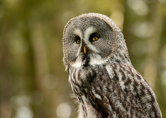 Great Grey Owl in captivity