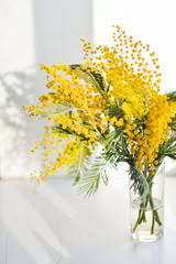 Mimosa branch in a glass on the window