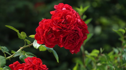 red rose in the garden