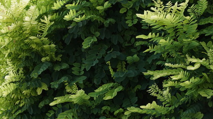 background of green leaves