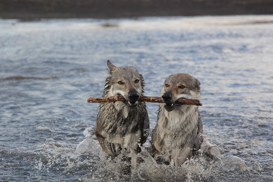 Tschechoslowakischer Wolfhund